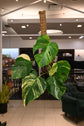 Monstera Aurea