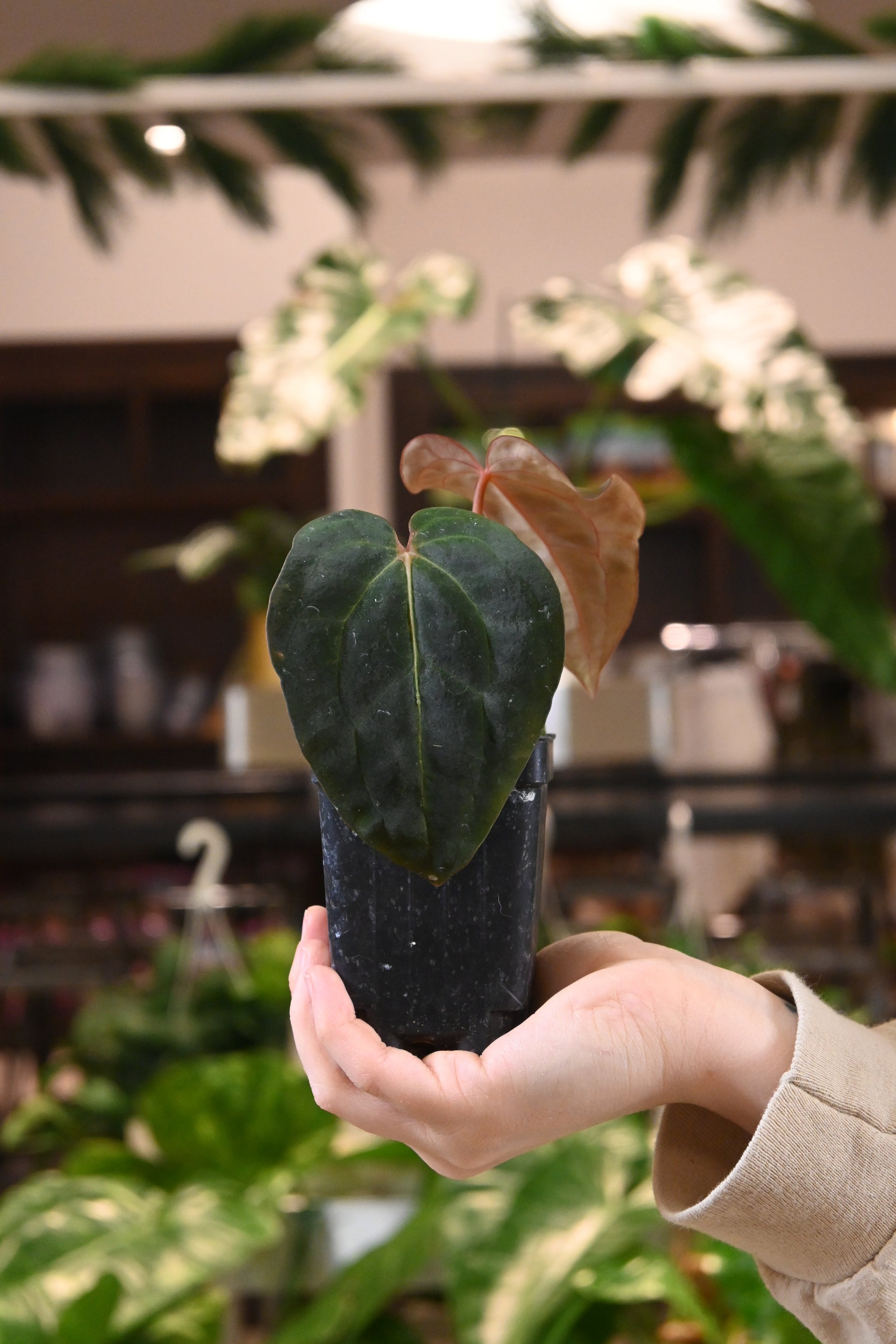 anthurium barklee Anthurium Carlablackiae x BVEP – Lost in the Forrest