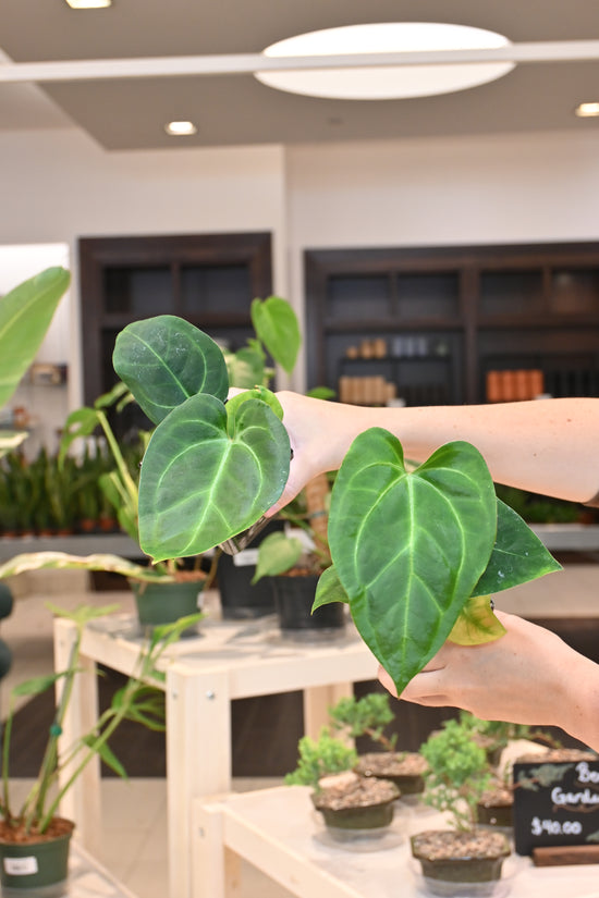 Anthurium Velvet Moira