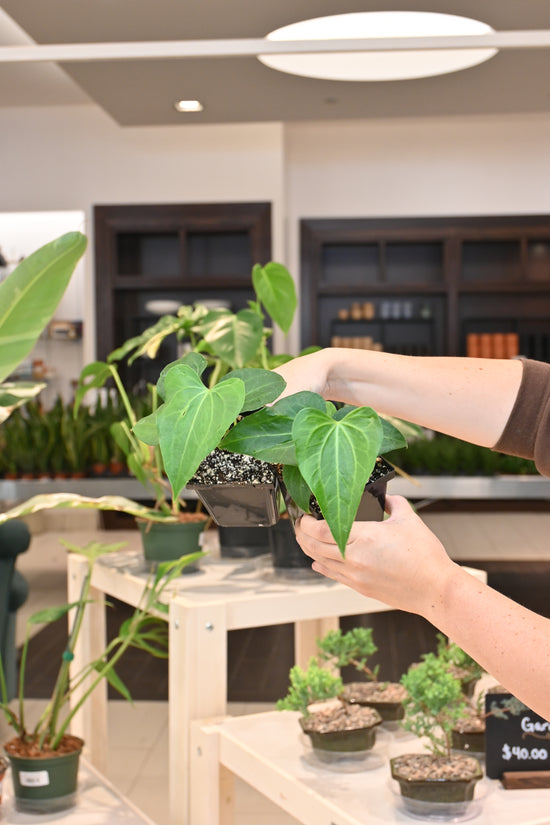 Anthurium &