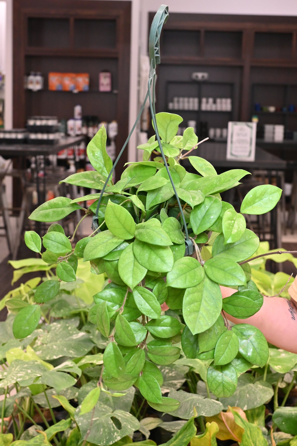 Hoya Fungii