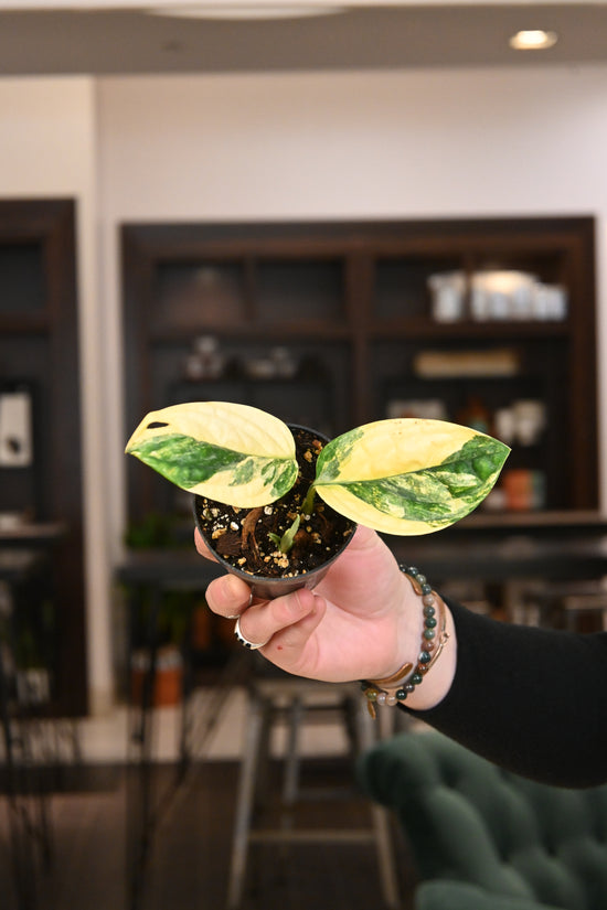 Monstera Peru Variegated