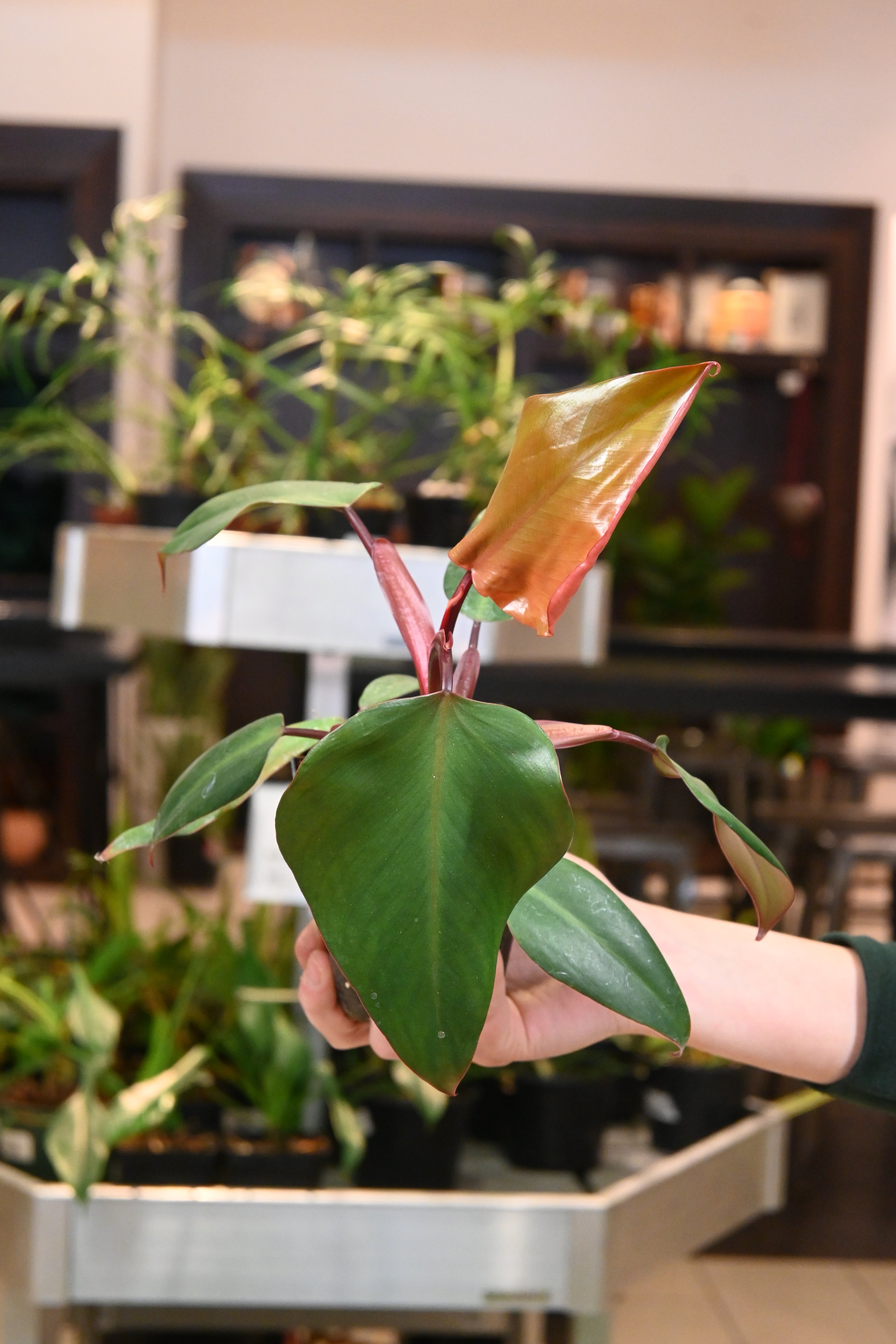 Philodendron Reverted Strawberry Shake