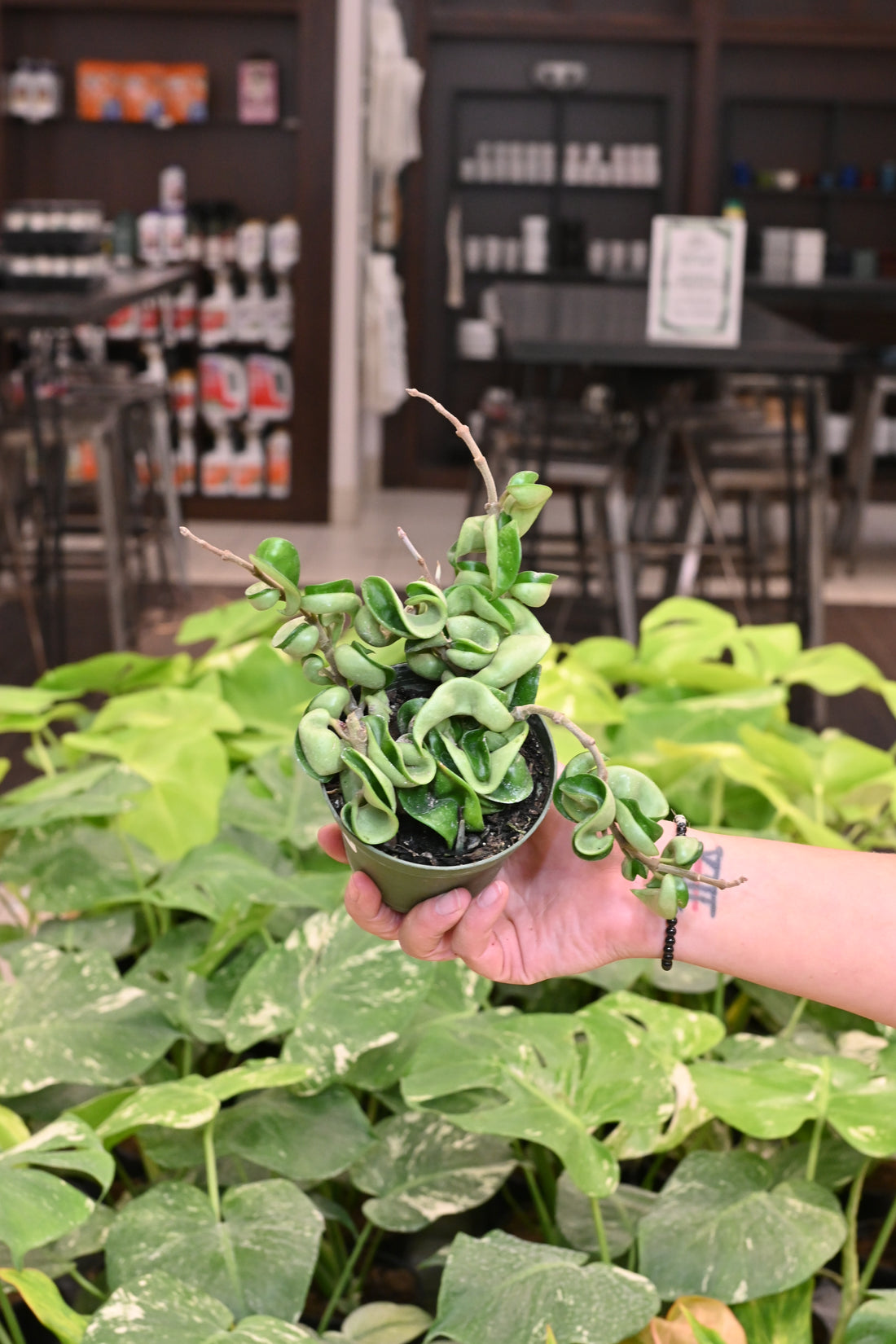 Hoya Compacta