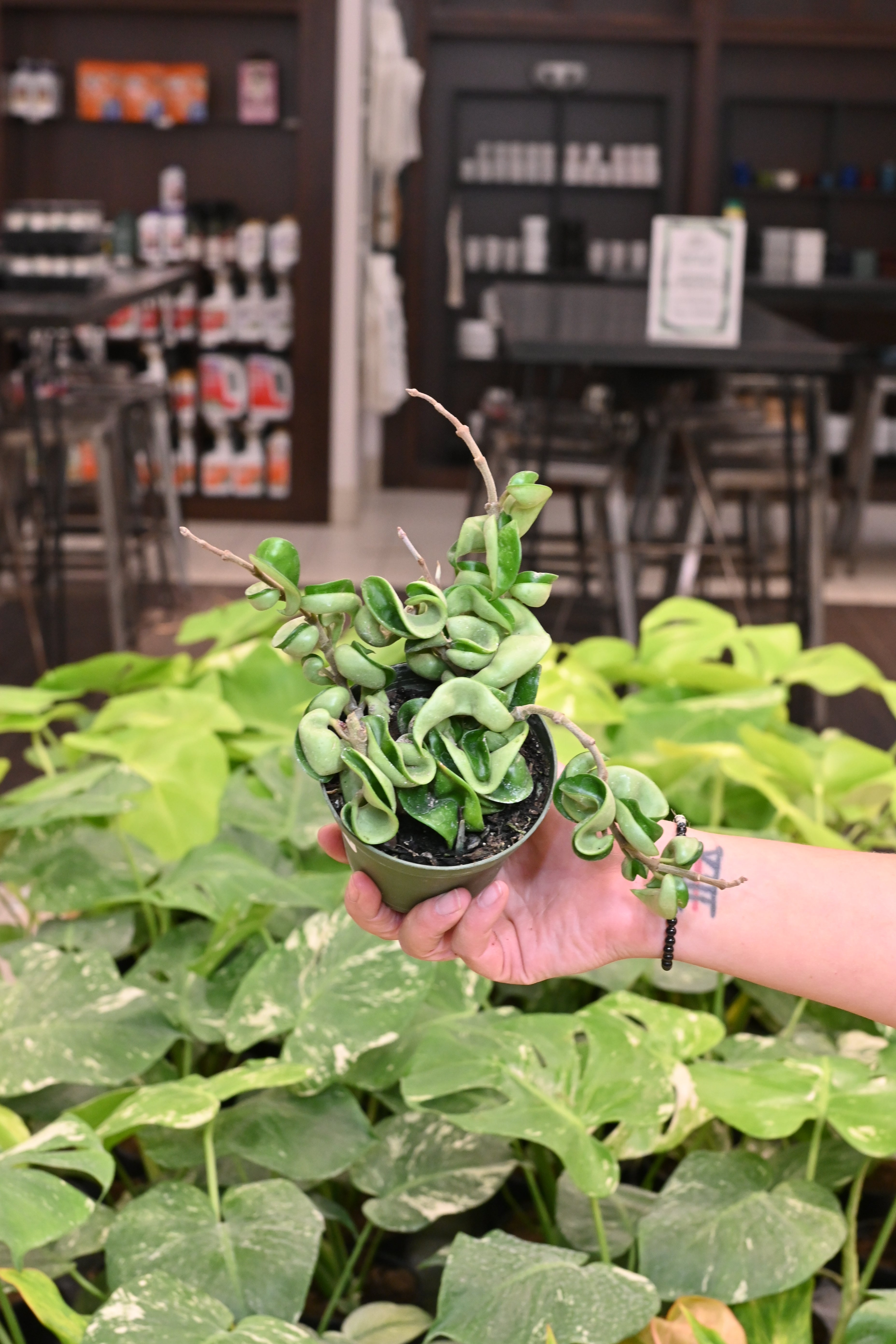 Hoya Compacta