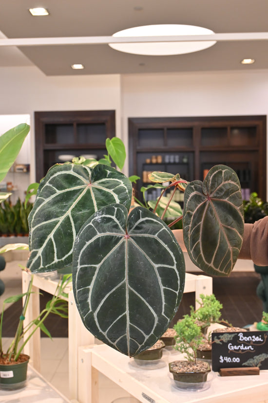 Anthurium Doc Block Hybrids