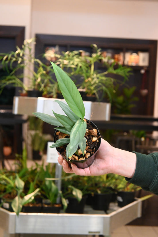Epipremnum Giganteum Silver