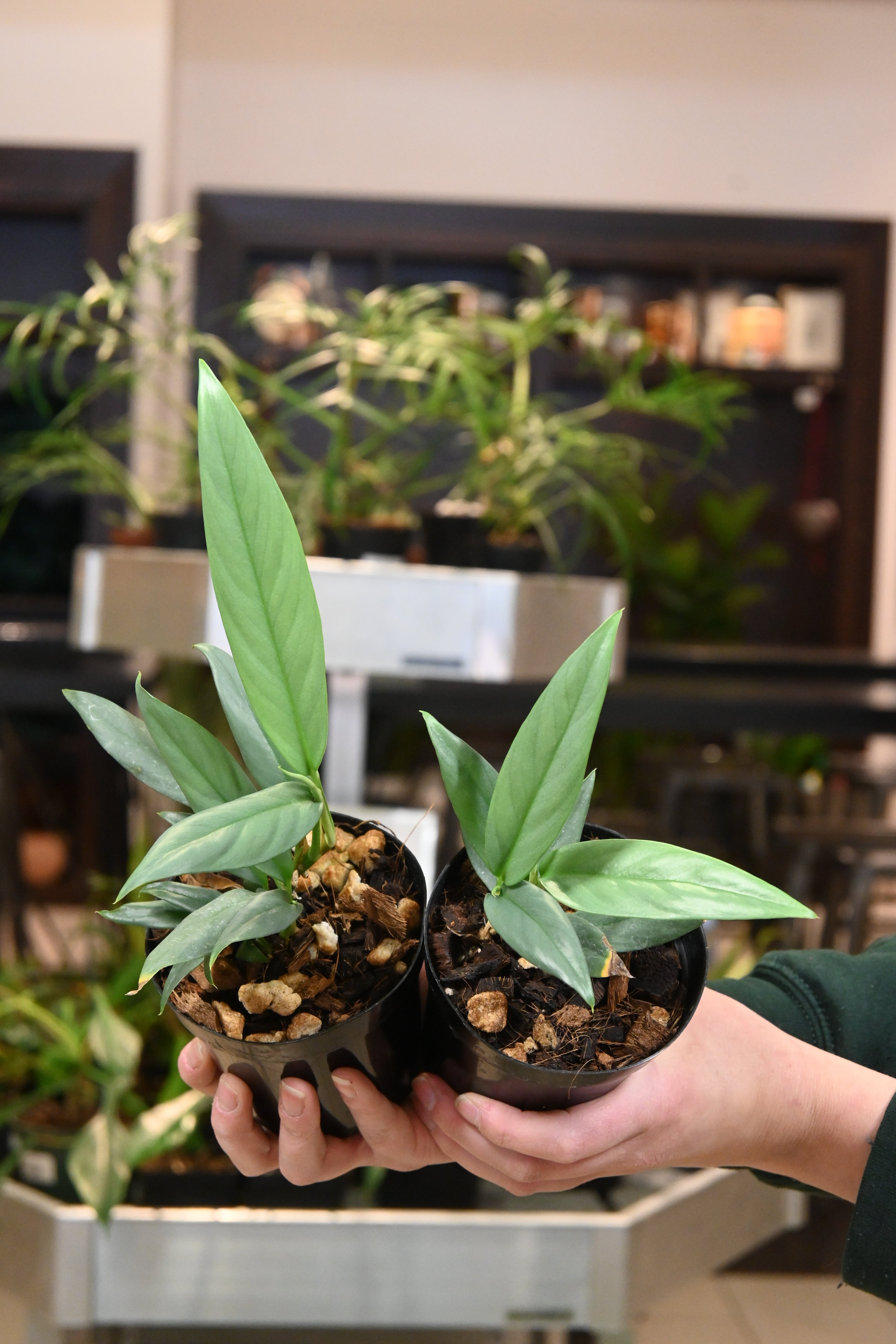 Epipremnum Giganteum Silver