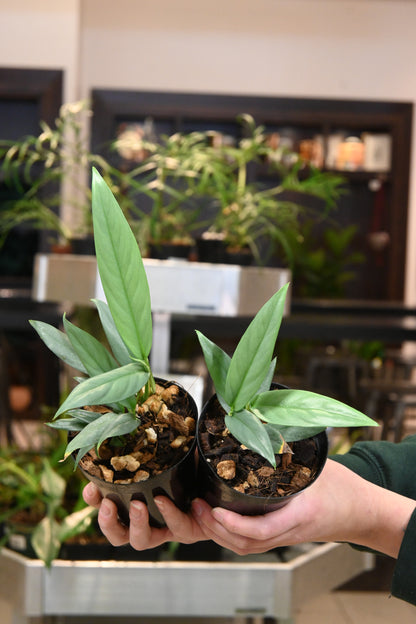 Epipremnum Giganteum Silver