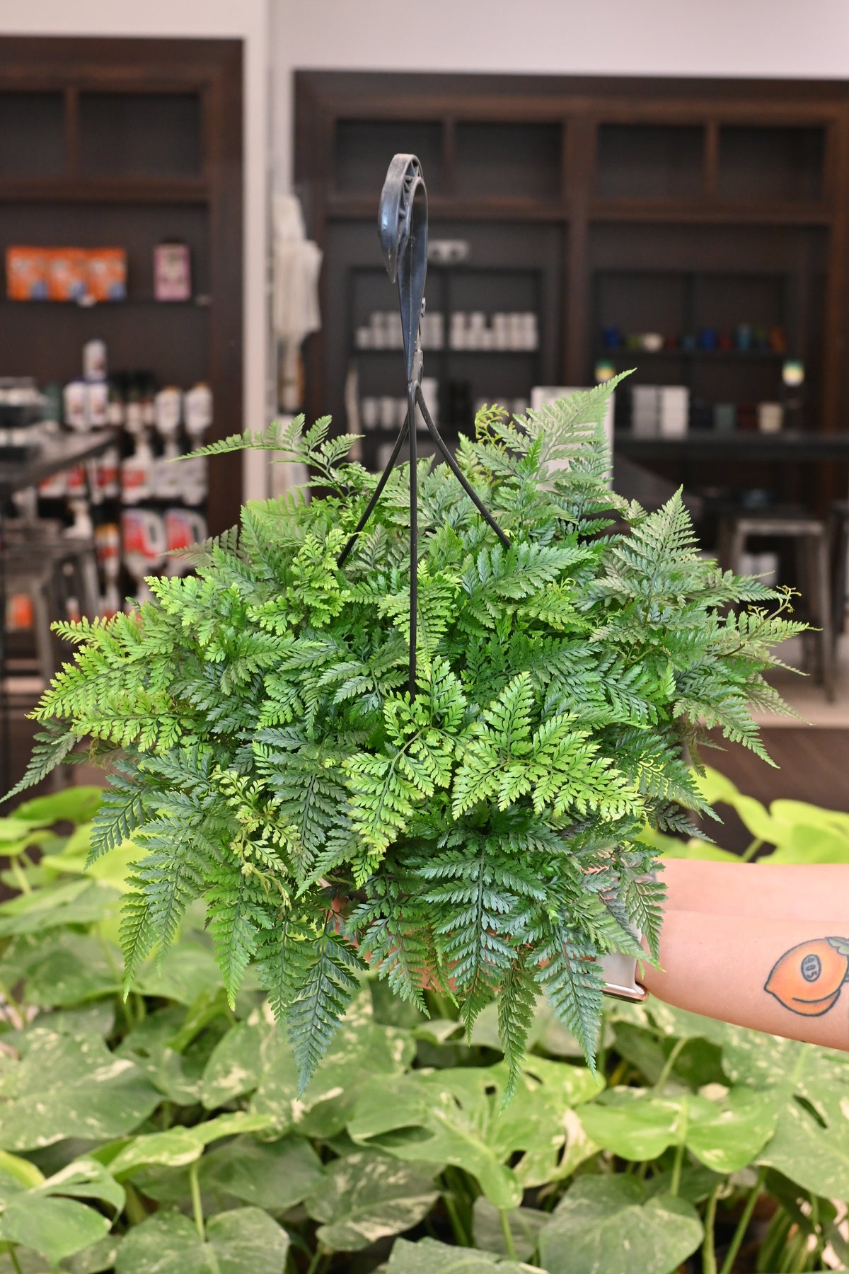 Rabbit Foot Fern