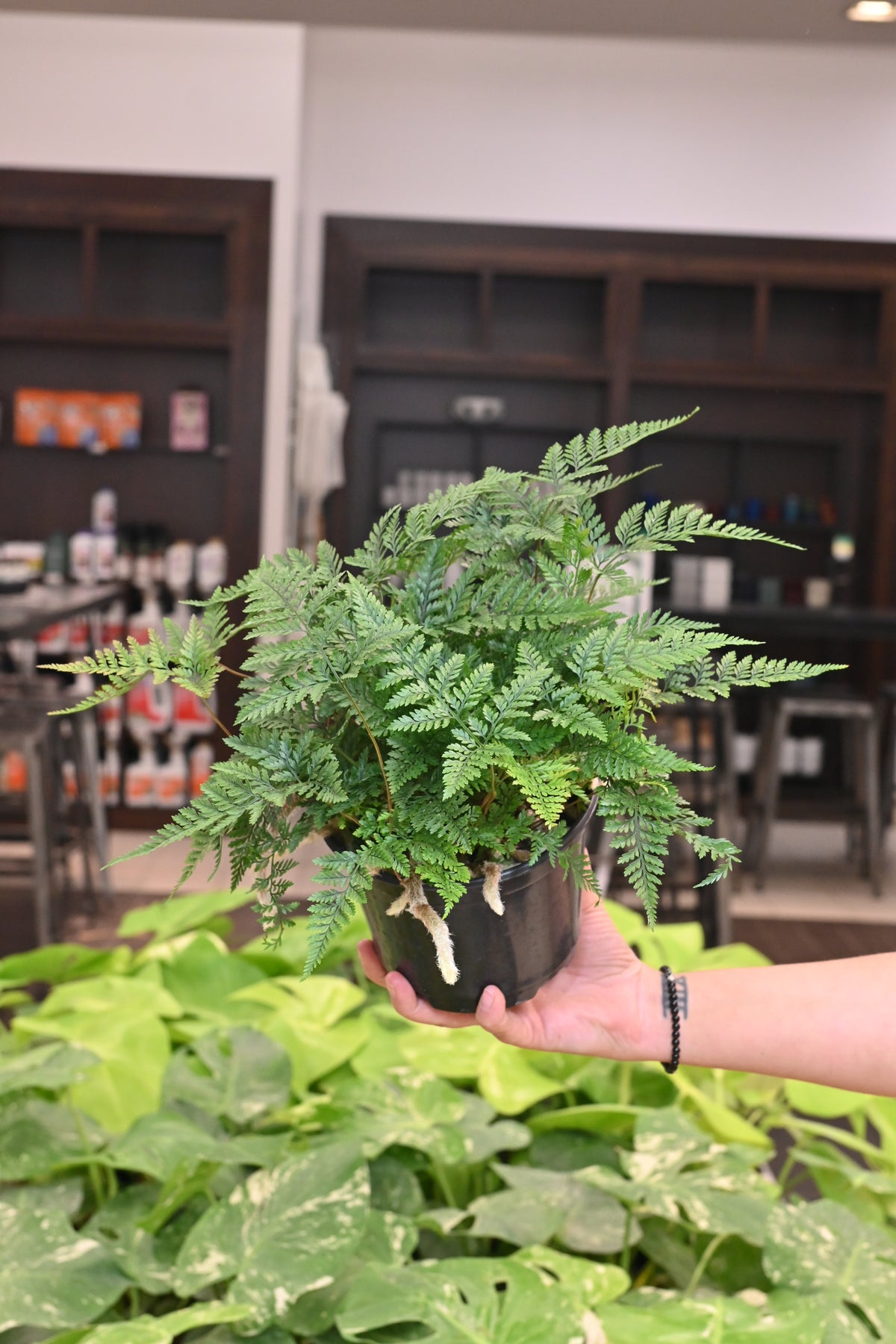Rabbit Foot Fern