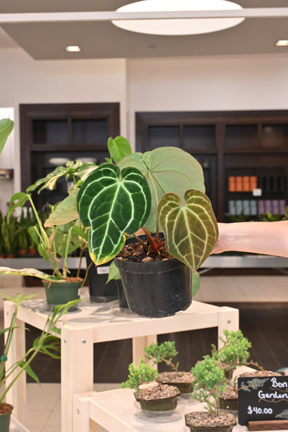 anthurium crystallinum light Anthurium Crystallinum Minahasa