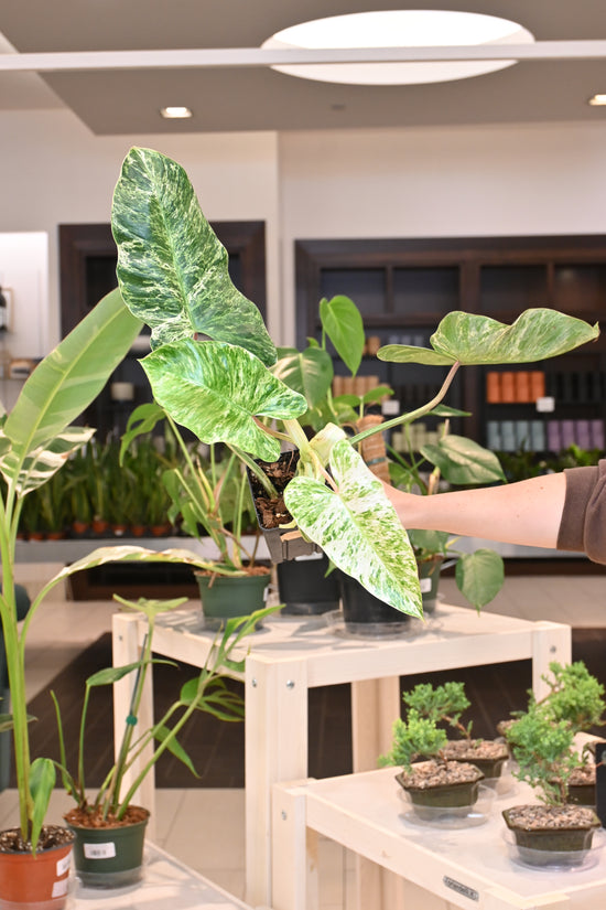 Philodendron Emerald Ice