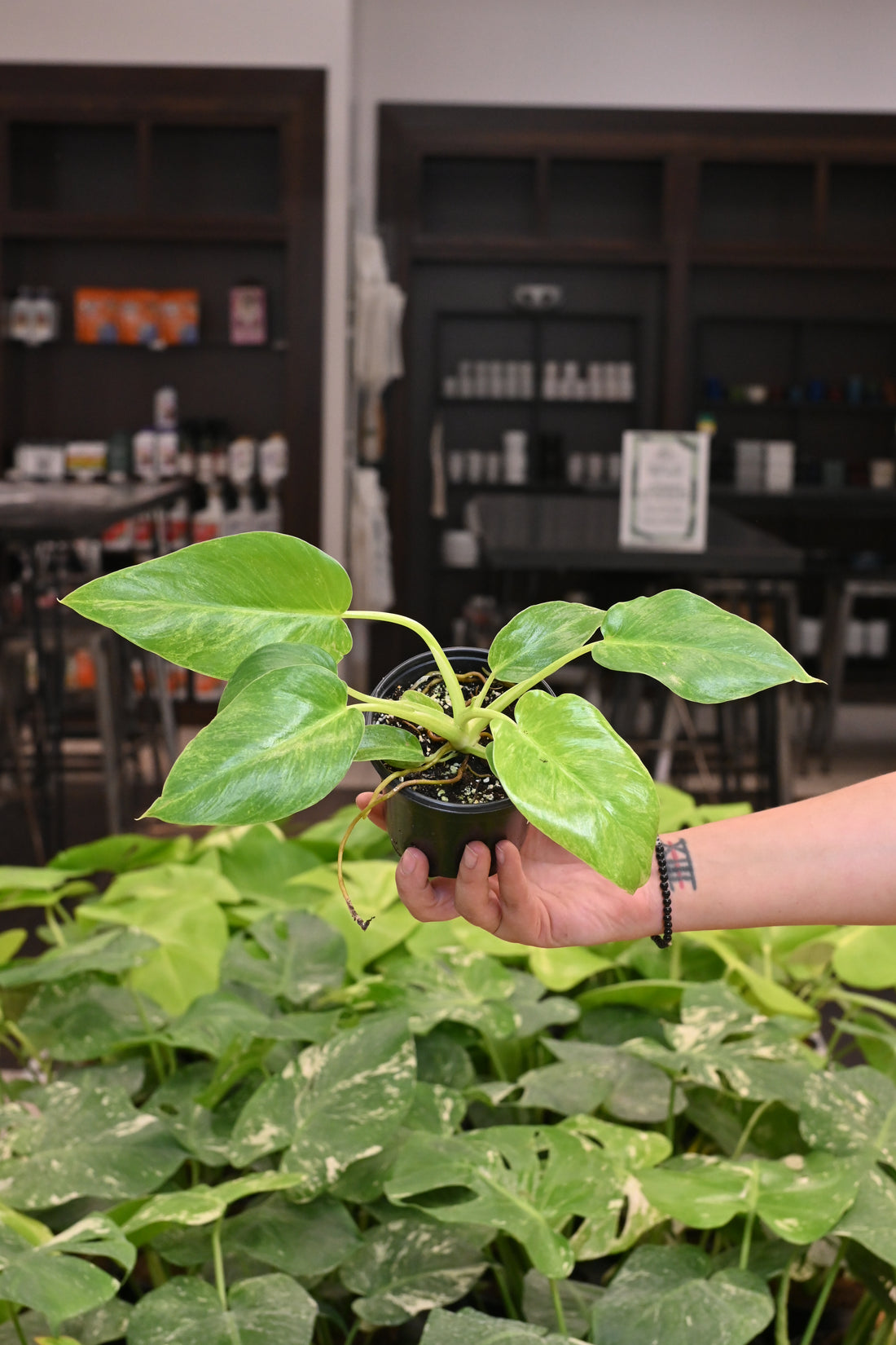 Philodendron Giganteum Blizzard