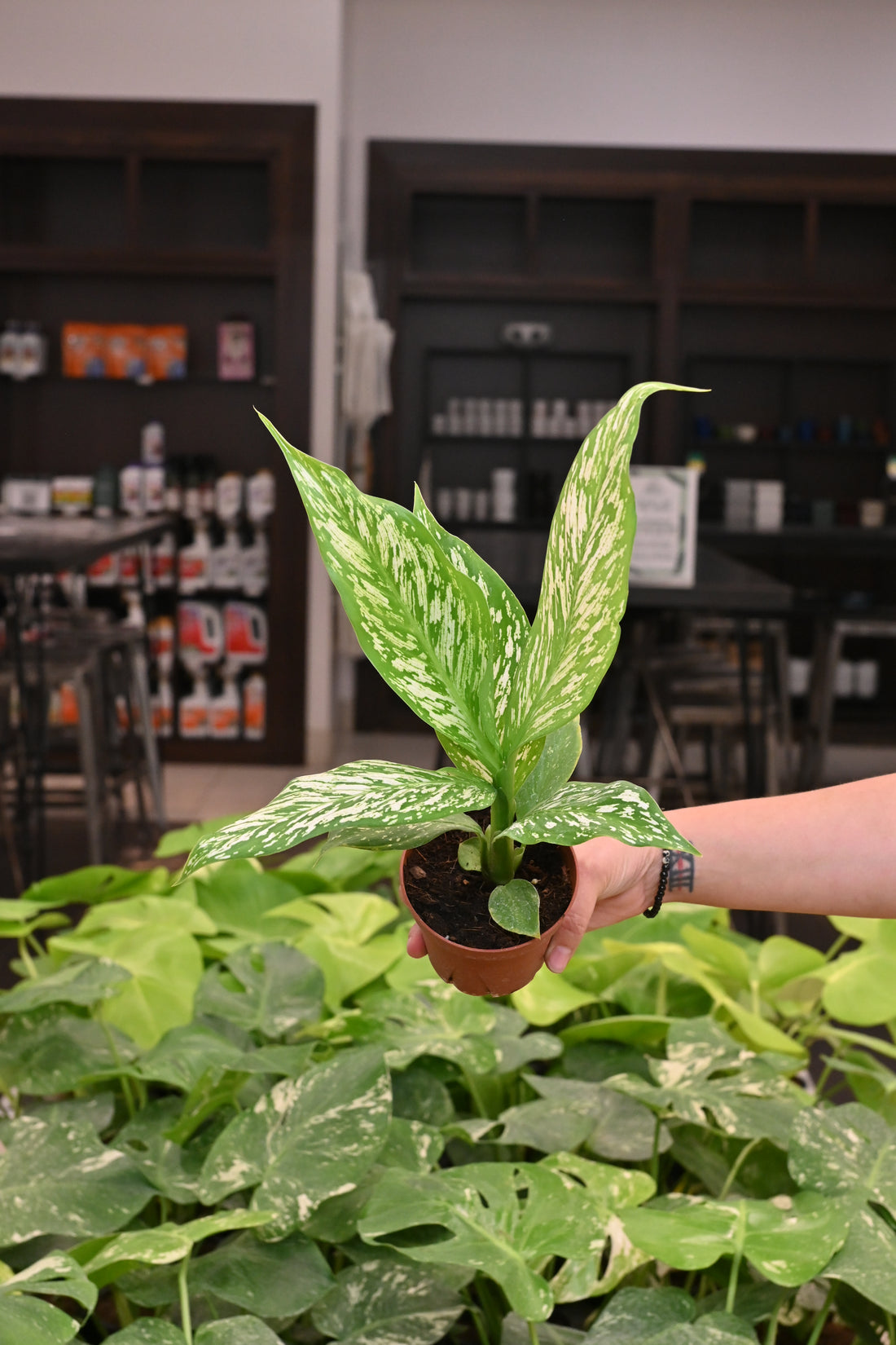 Dieffenbachia &
