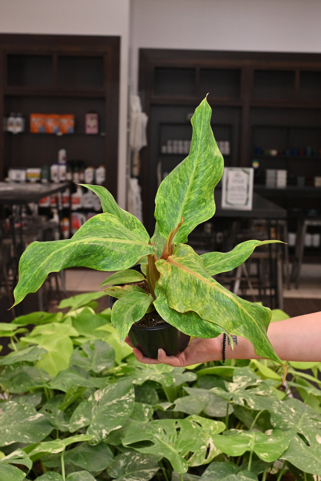 Philodendron Orange Marmalade