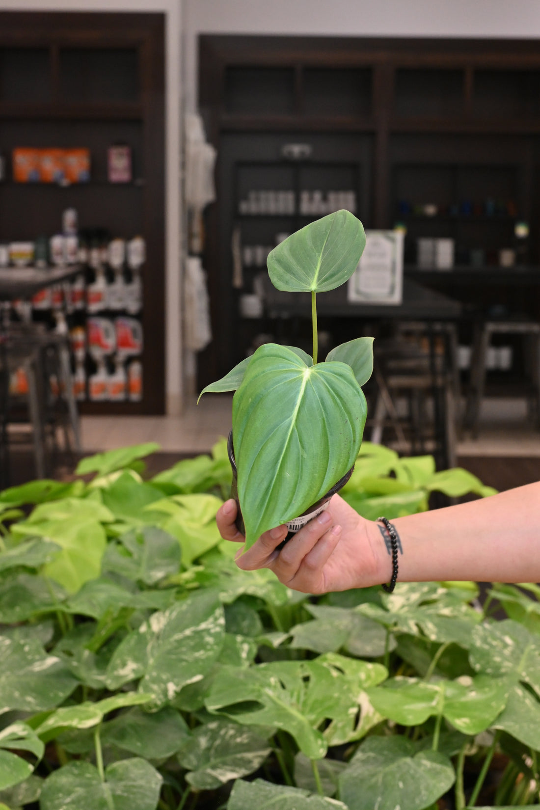 Philodendron McDowell