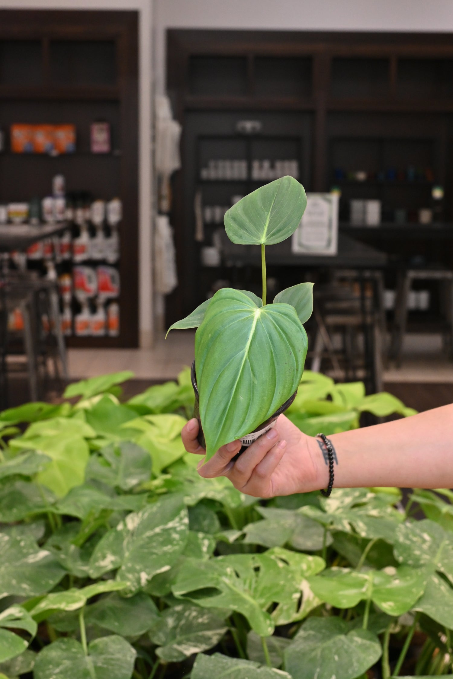 Philodendron McDowell