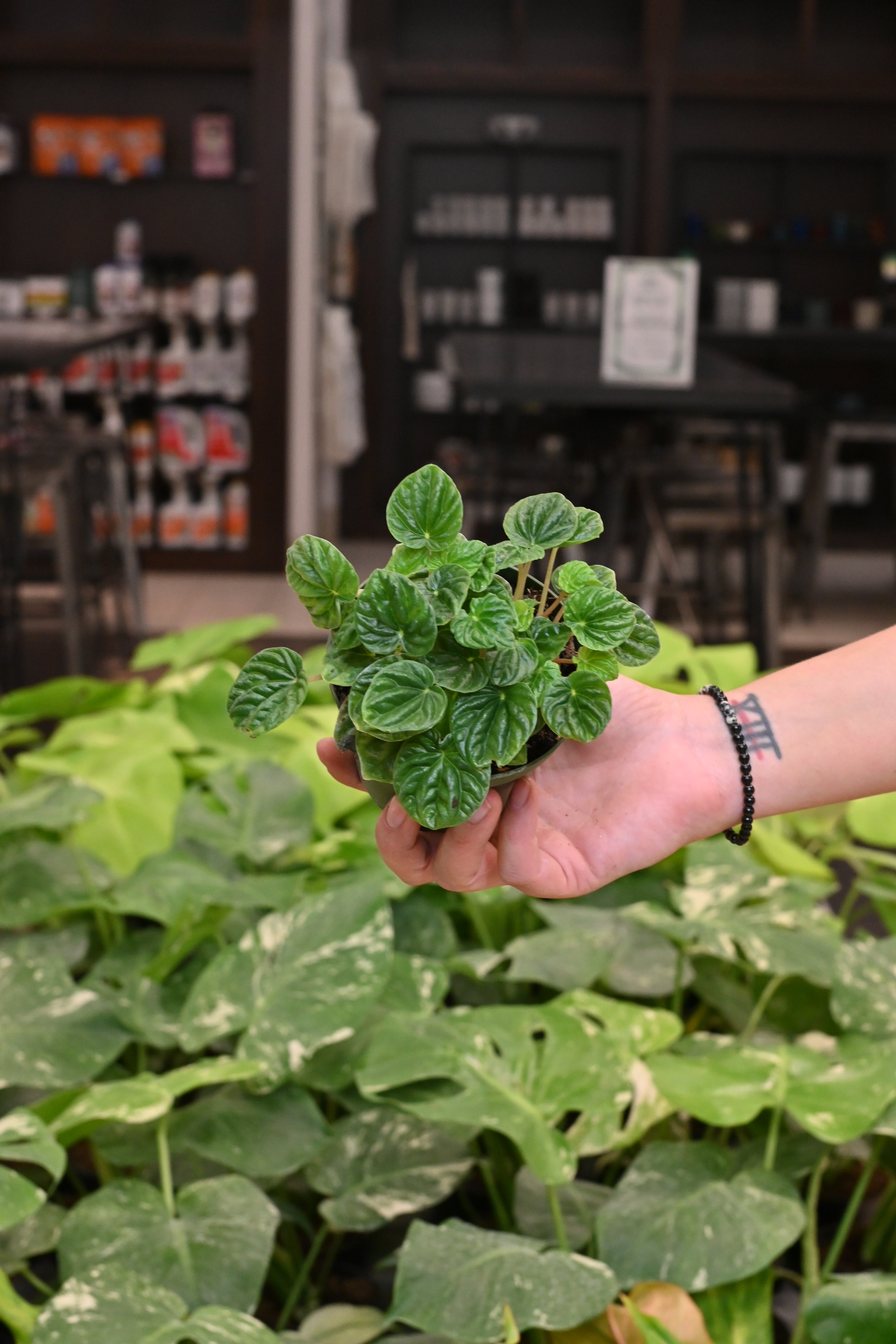 Peperomia Ripple Green