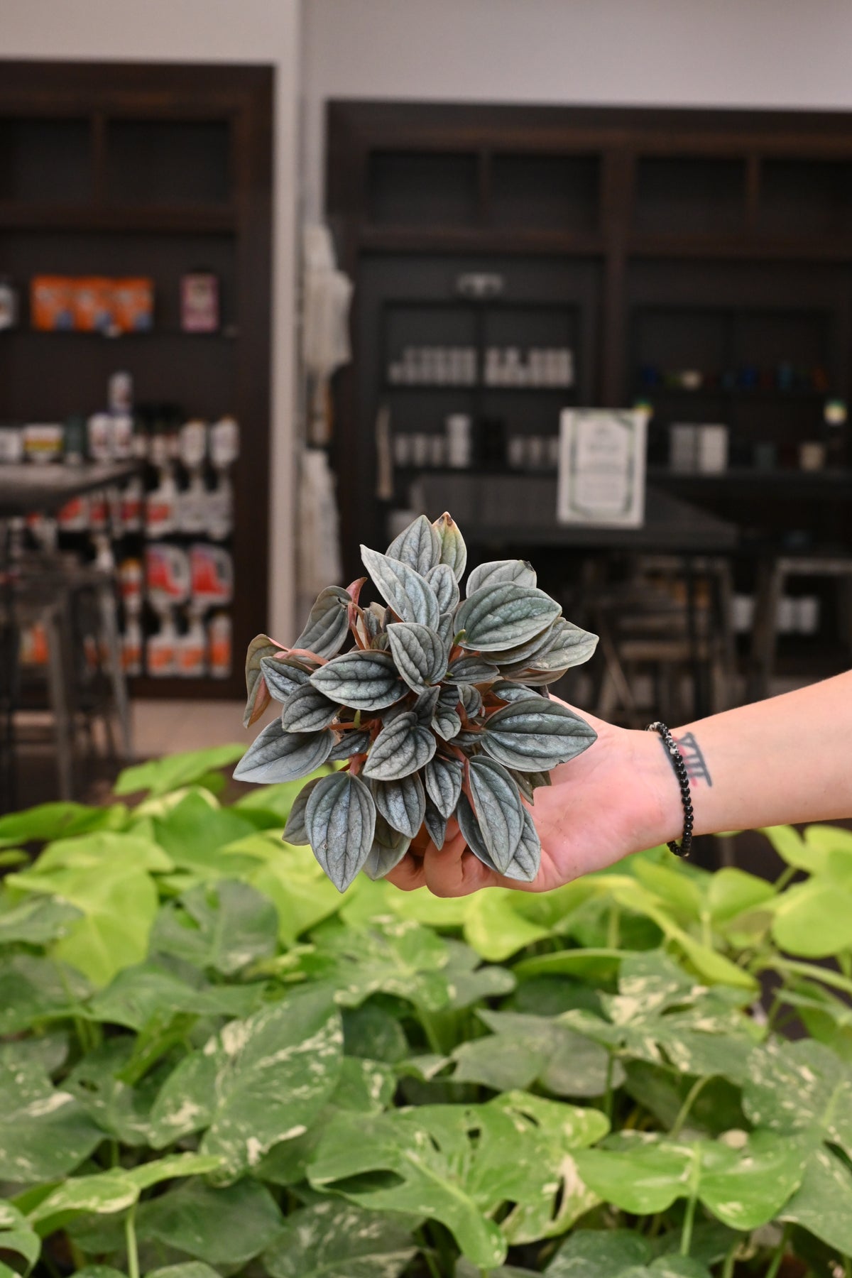 Peperomia Santorini