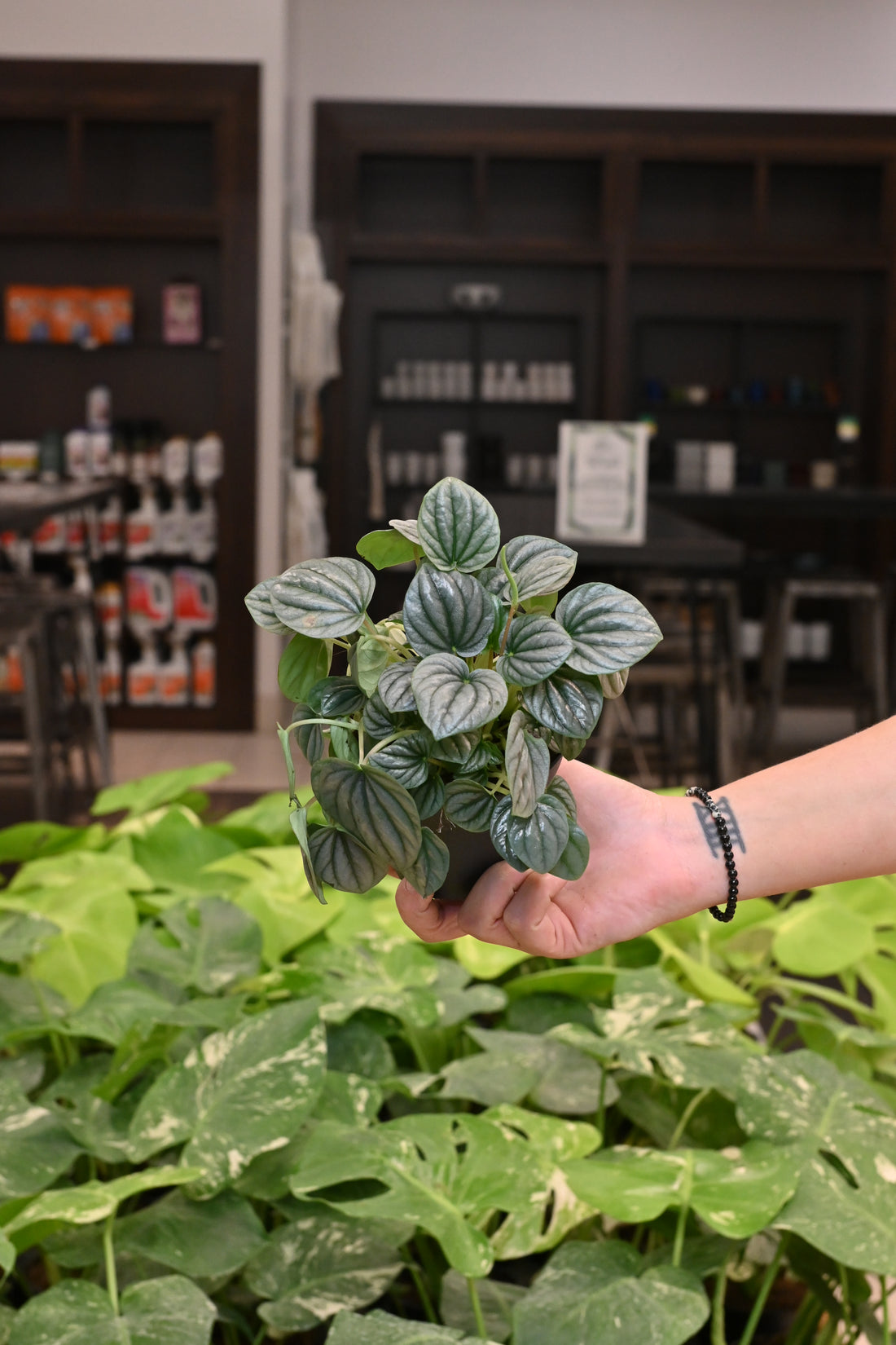 Peperomia Frost