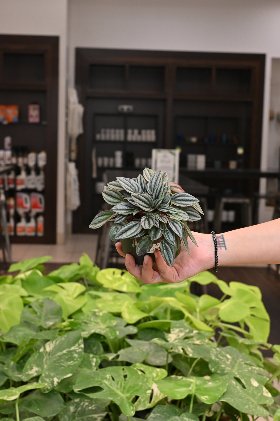 Peperomia San Marino