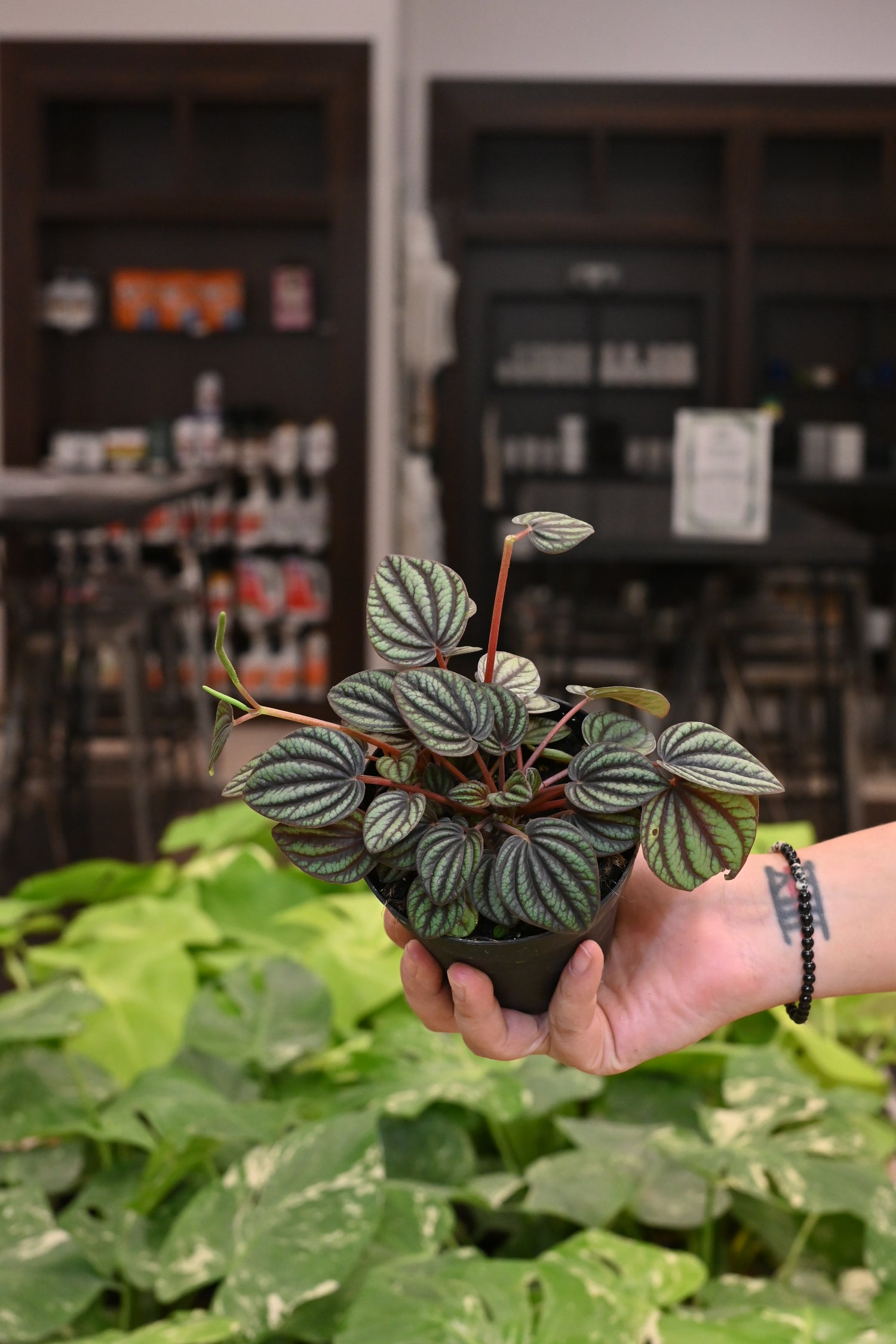Peperomia Piccolo Banda