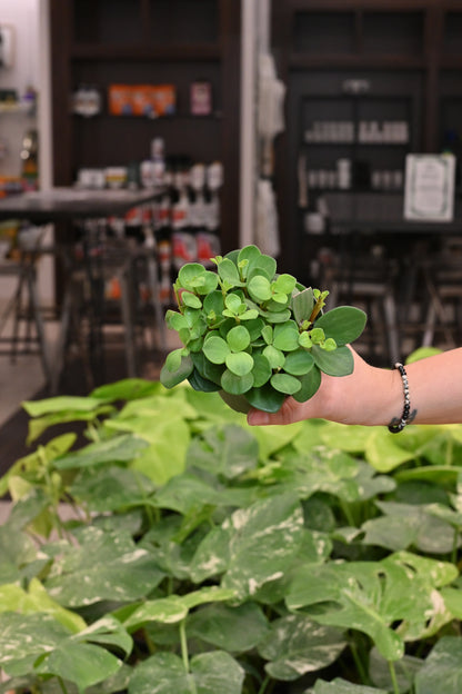 Peperomia Hope