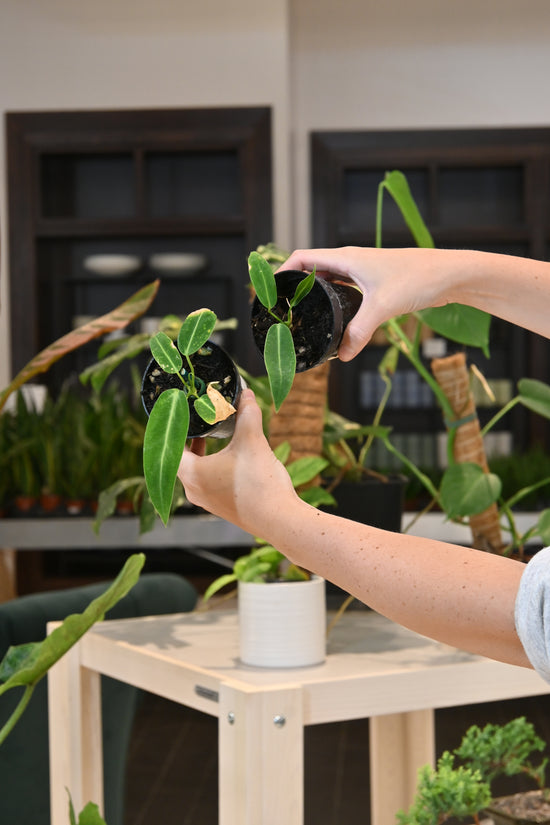 Anthurium Warocqueanum &