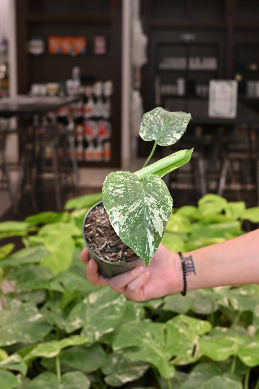 Mint Monstera White Monster