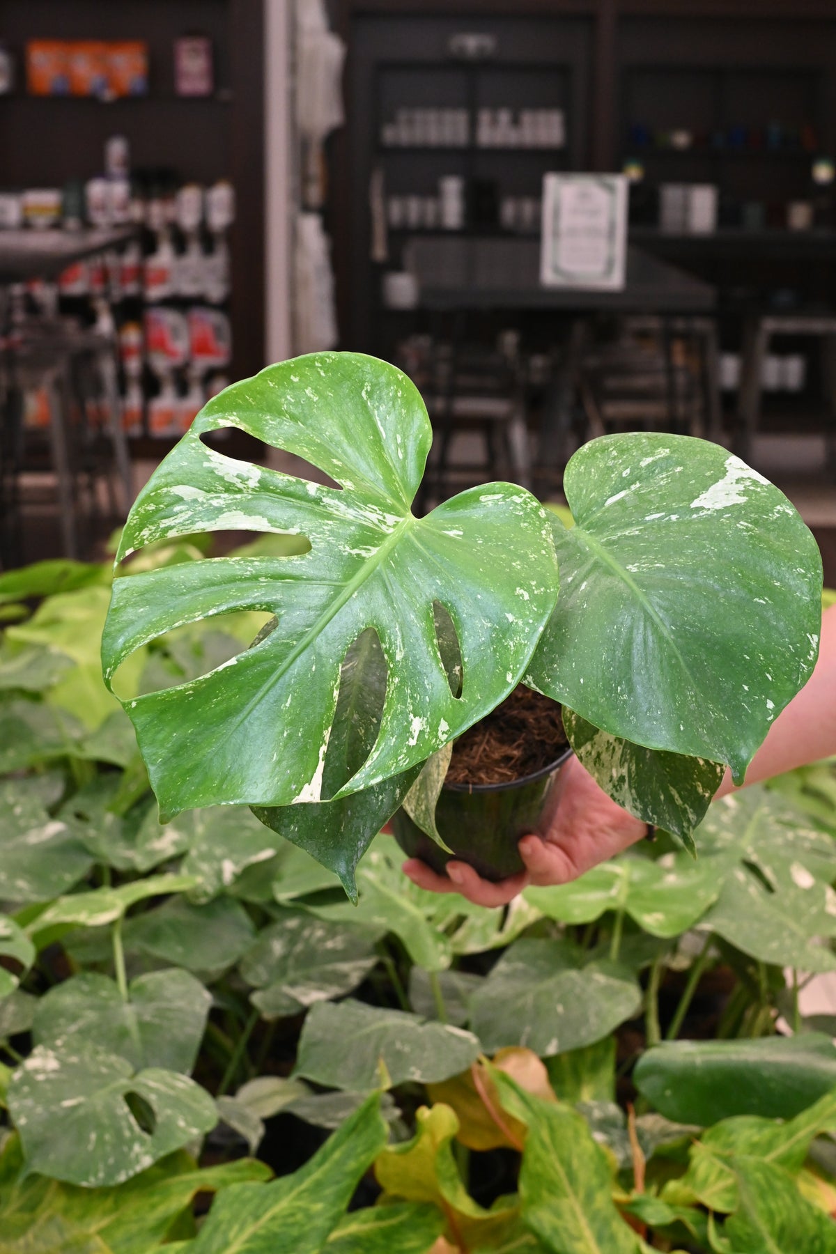 Mint Monstera White Monster