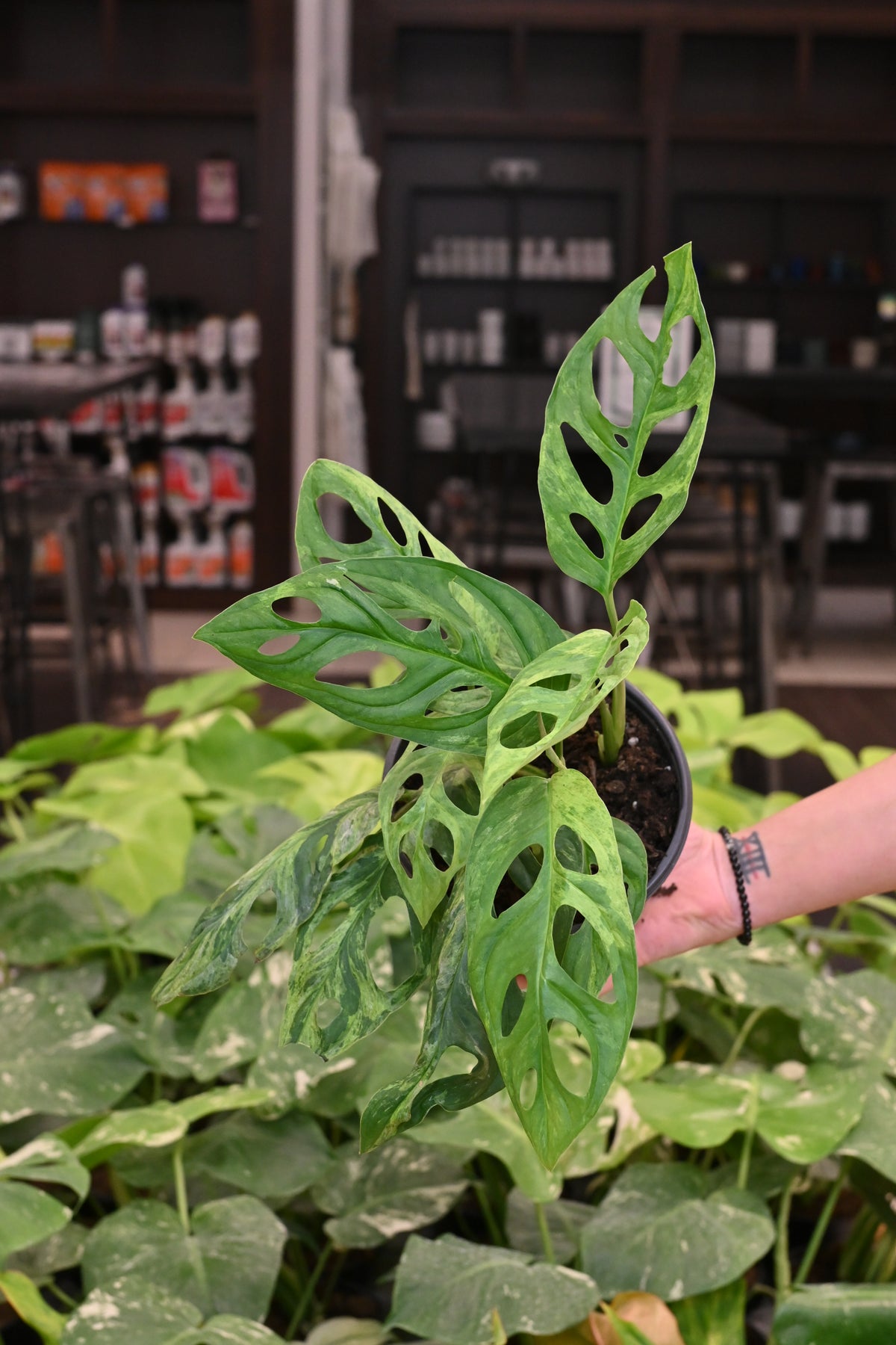 Monstera Adansonii Mint