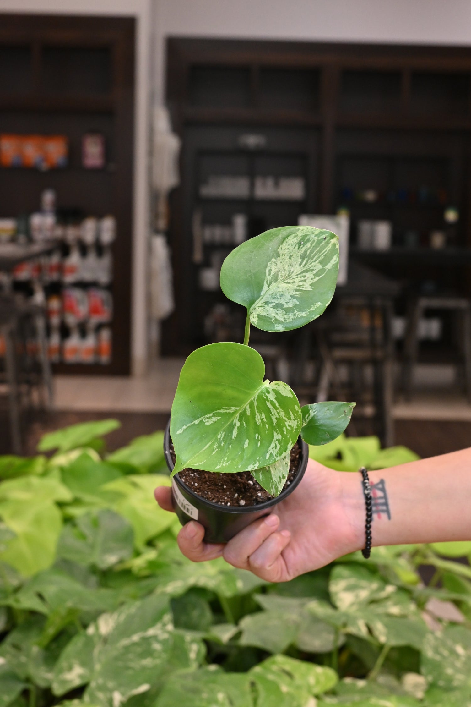 Monstera Bulbasaur