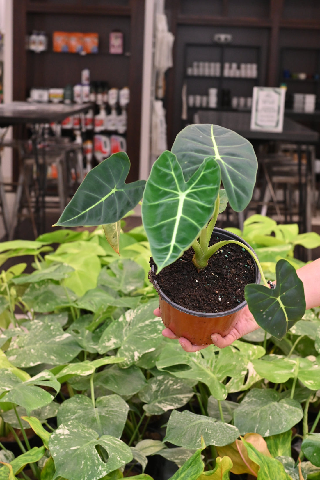 Alocasia Frydek