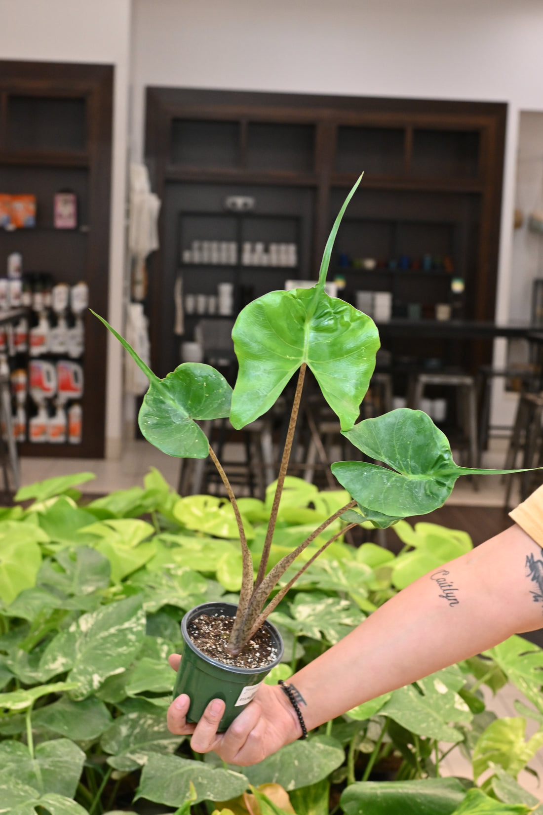 Alocasia Stingray
