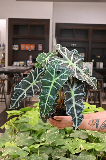 Alocasia Polly