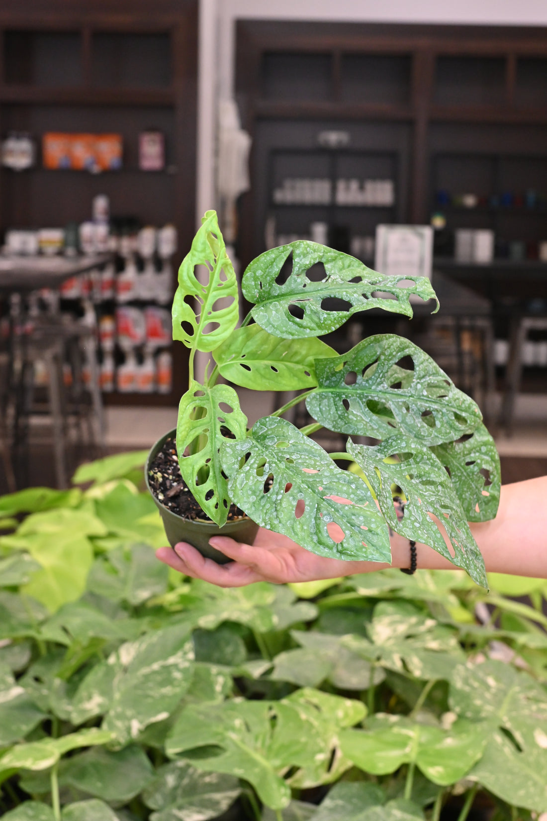 Monstera Adansonii Wide Form