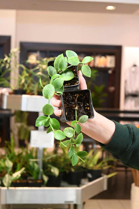 Hoya Biakensis