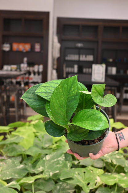 Monstera Pinnatipartita