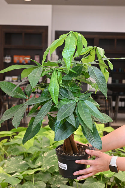 Money Tree