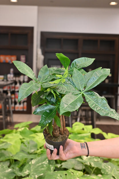 Money Tree