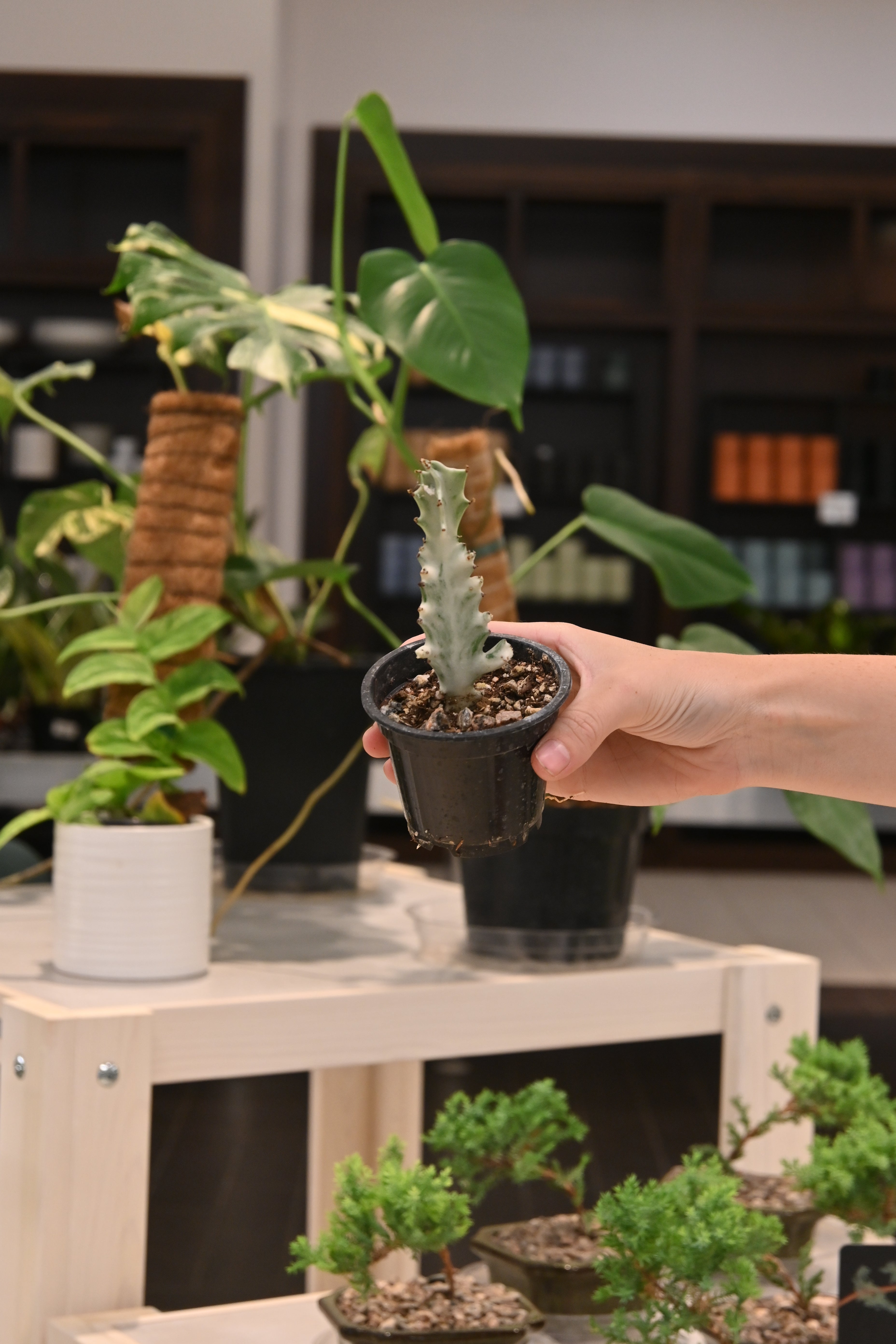 Euphorbia Dragon Bone Ghost