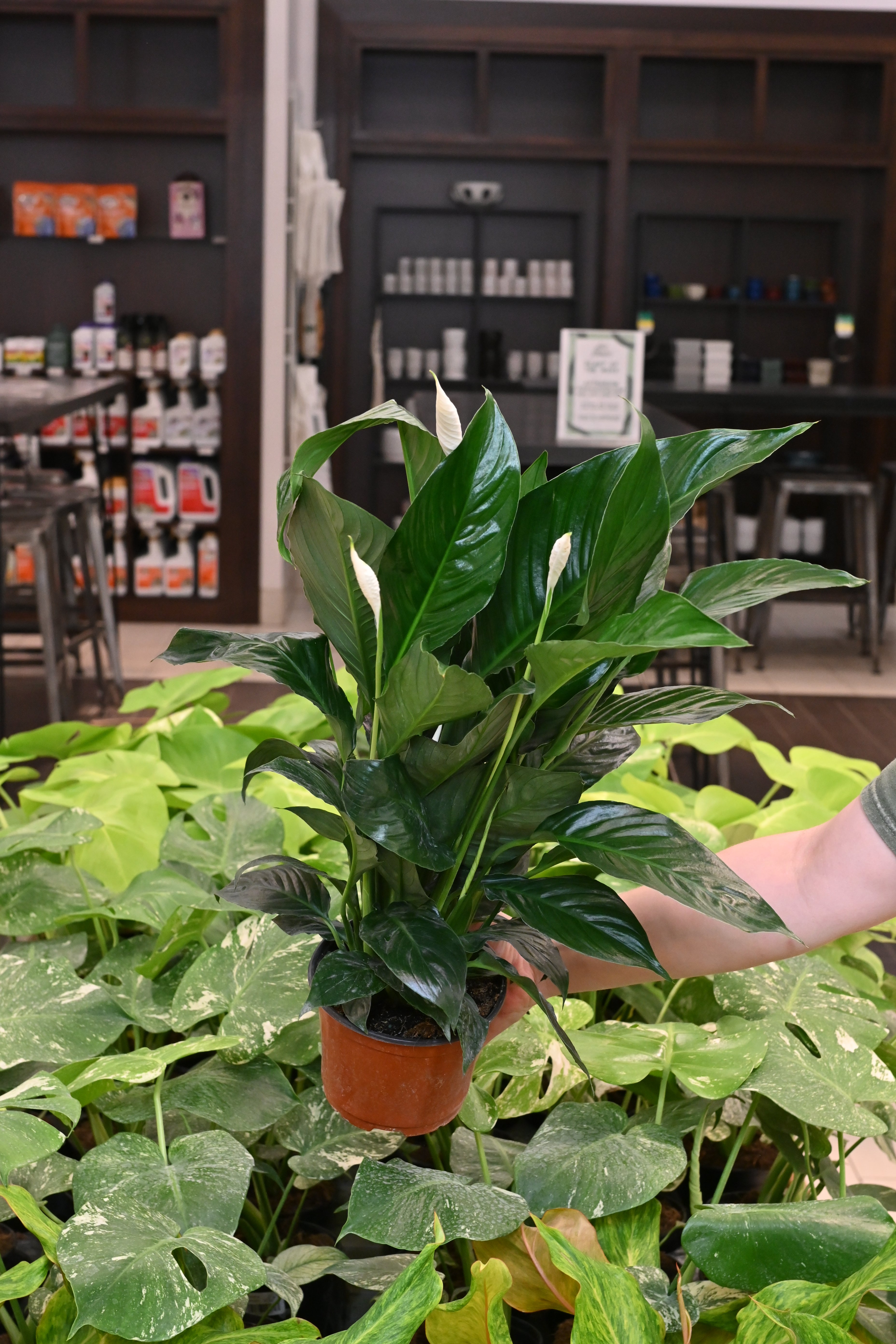 Spathiphyllum