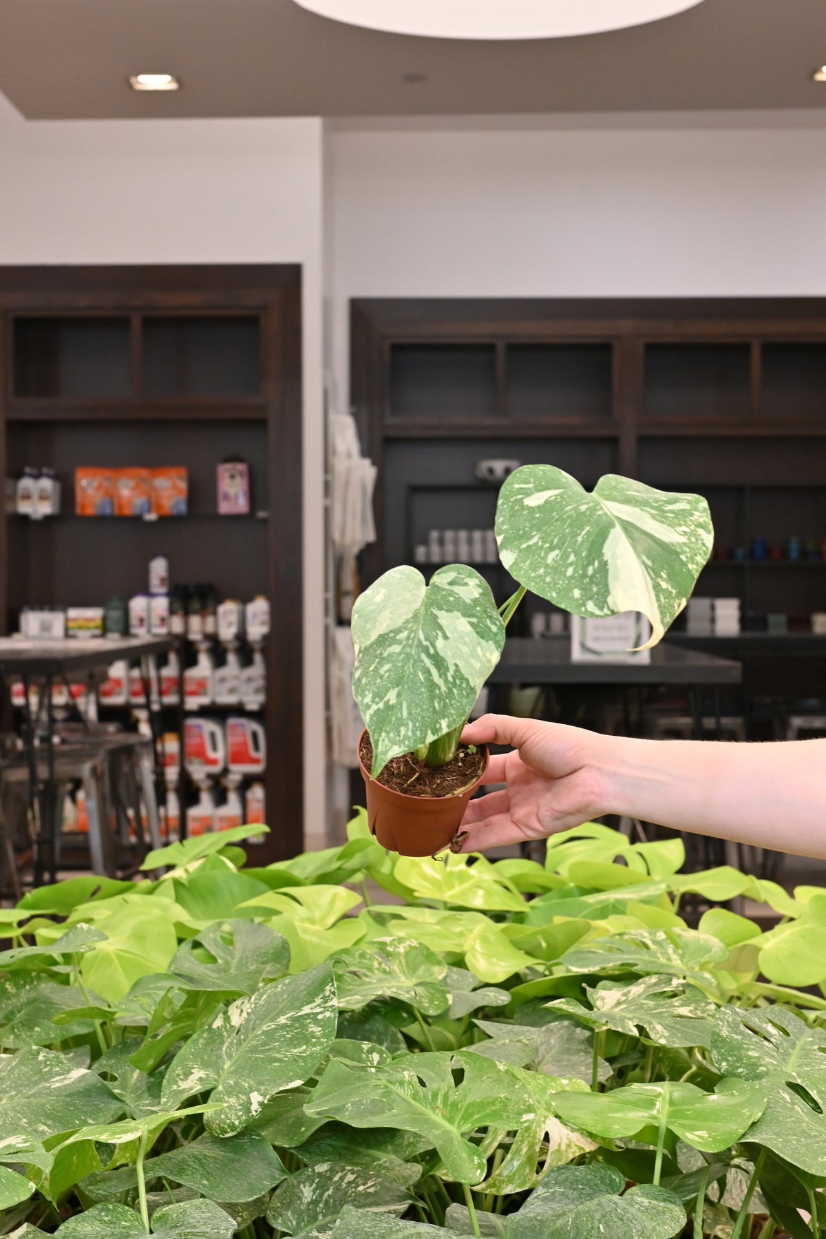 Monstera Thai Constellation