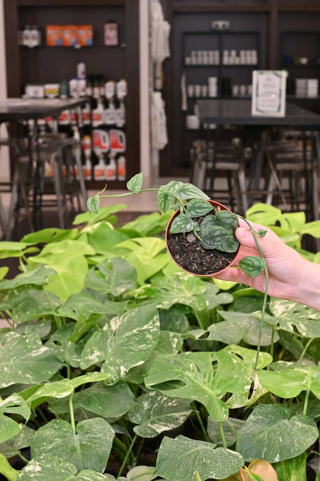 Monstera Dubia