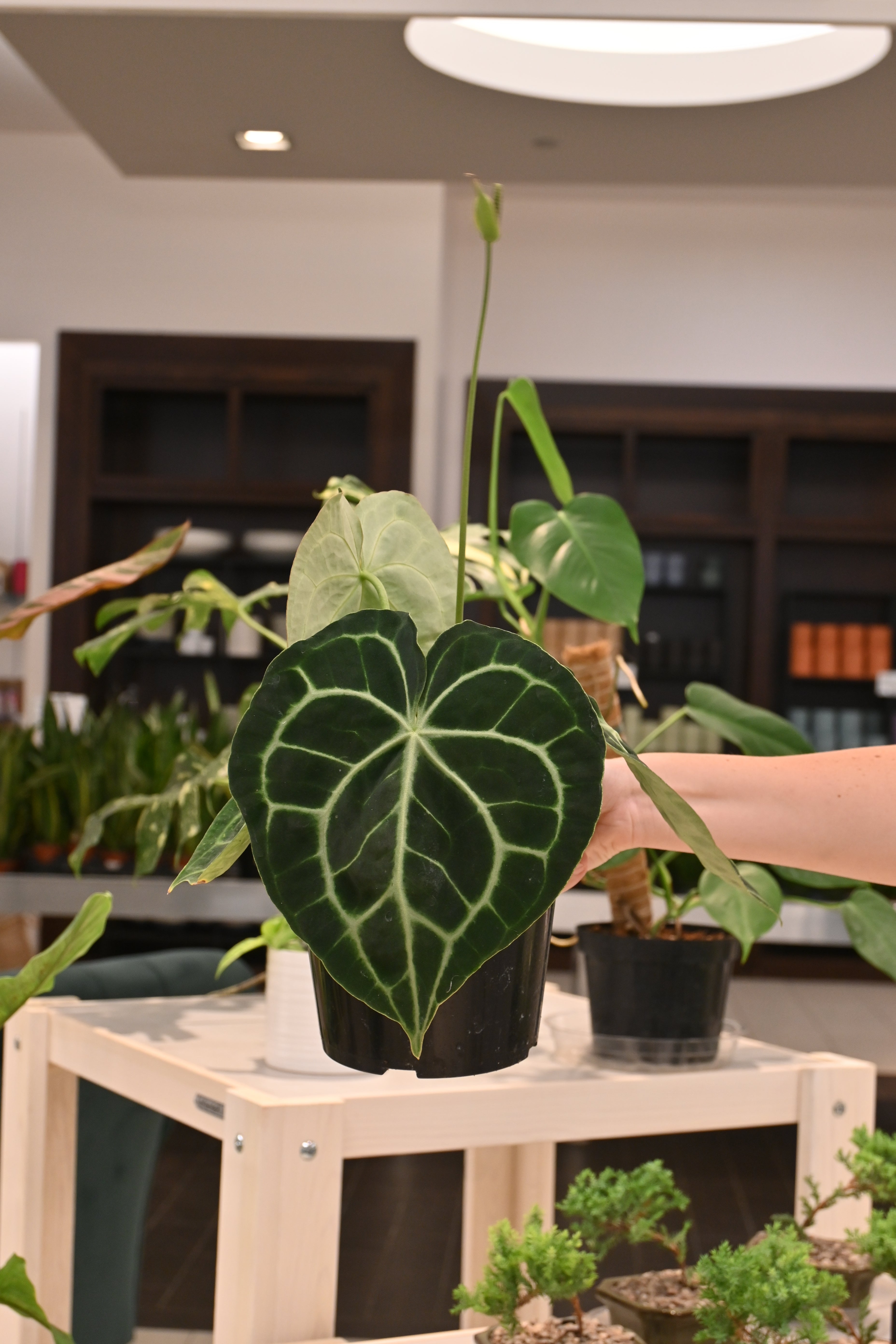 Anthurium Clarinervium Hybrids