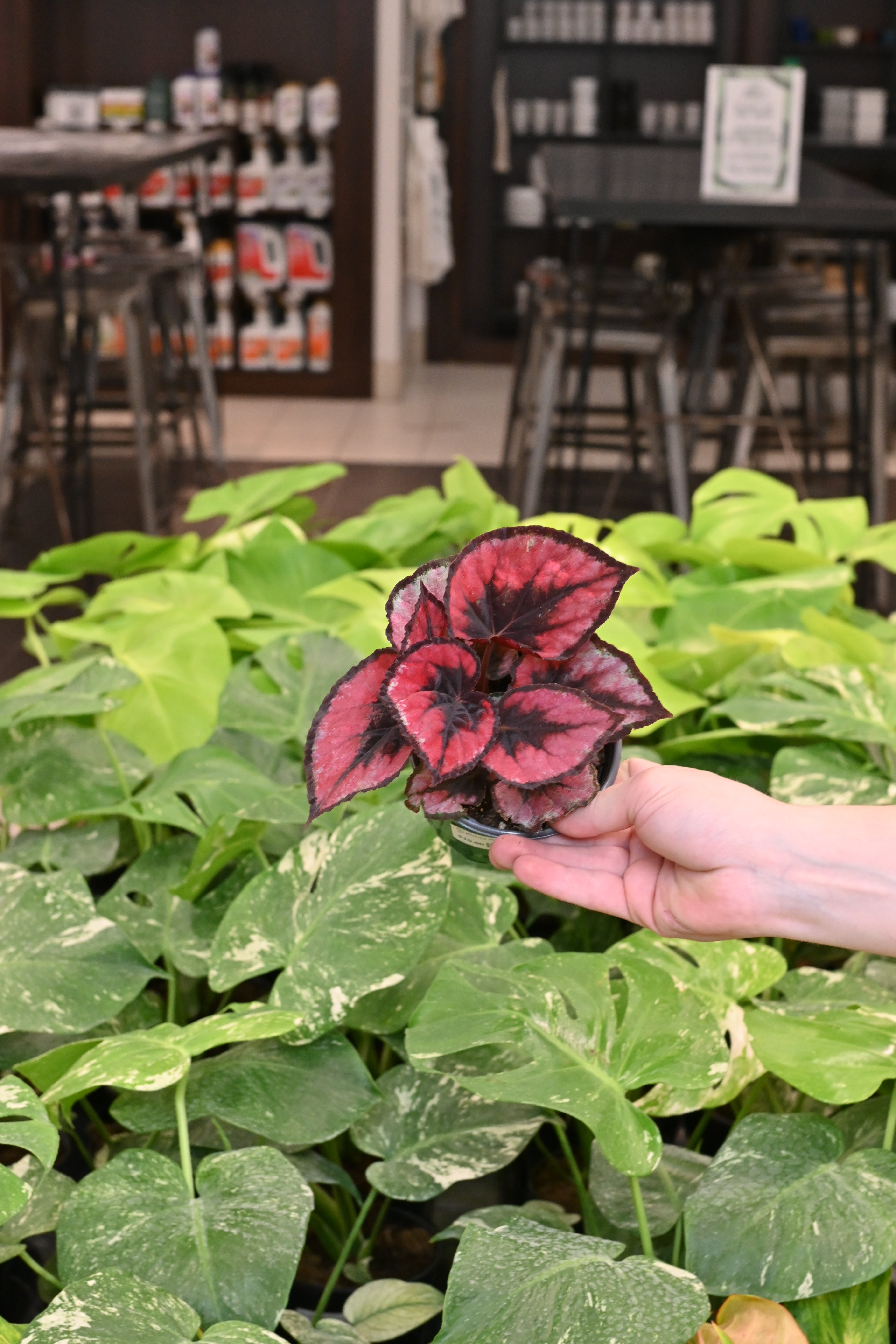Begonia Red Kiss