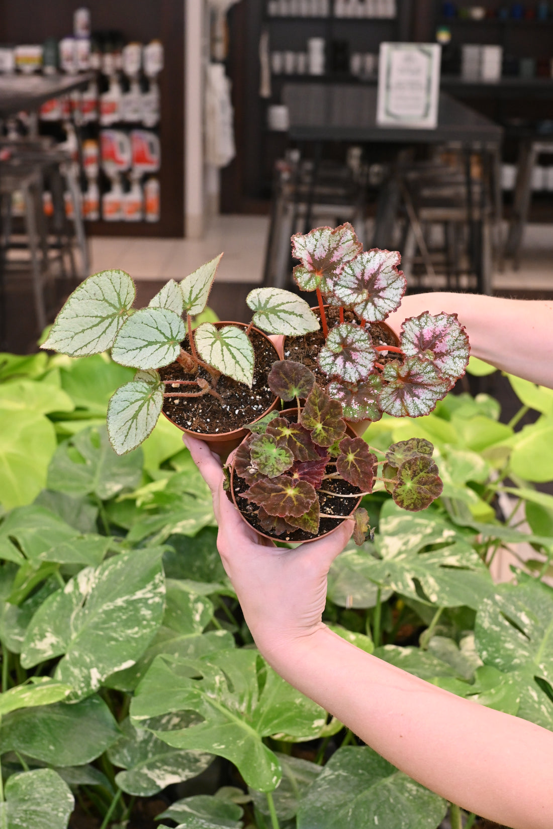 Begonia Rex
