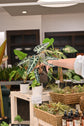 Alocasia Bambino Variegated