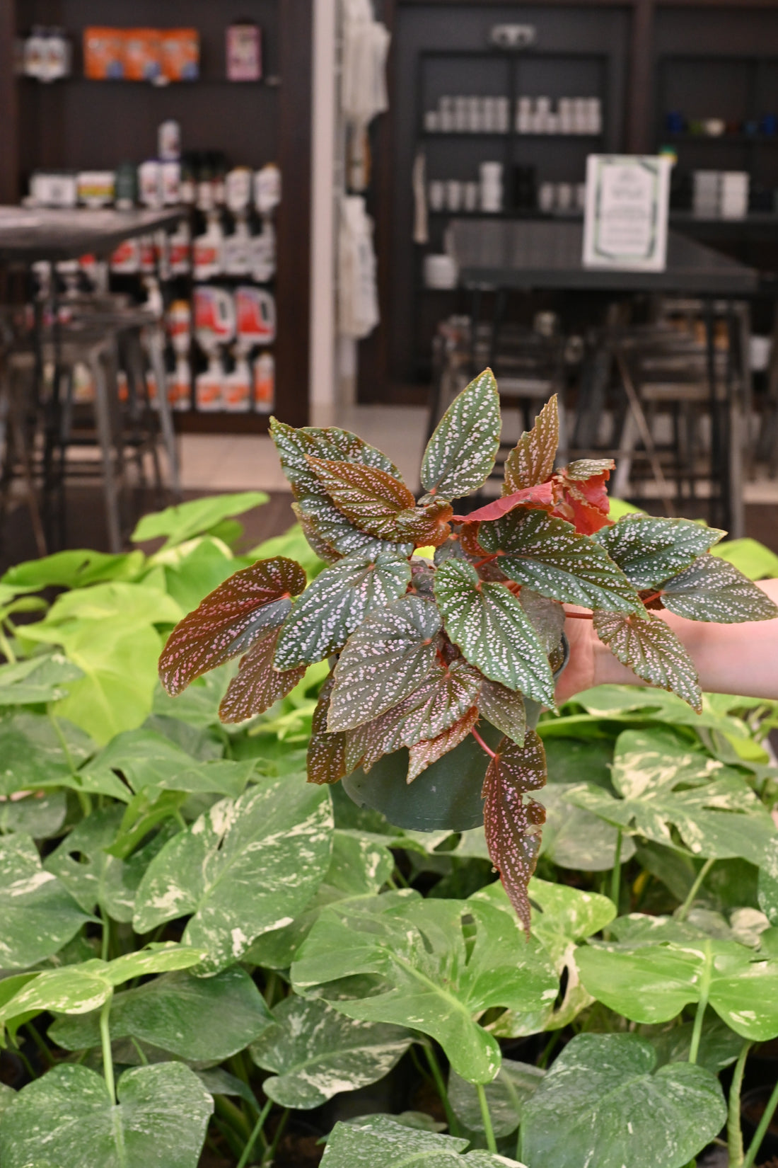 Begonia Maculata Pink Spot